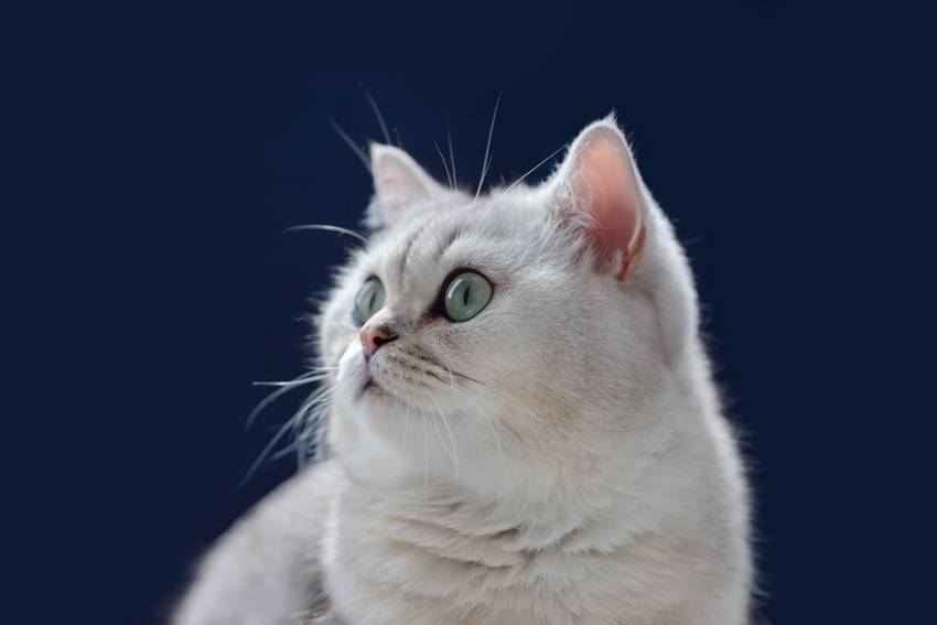 adorable white british cat sits on black backgroun