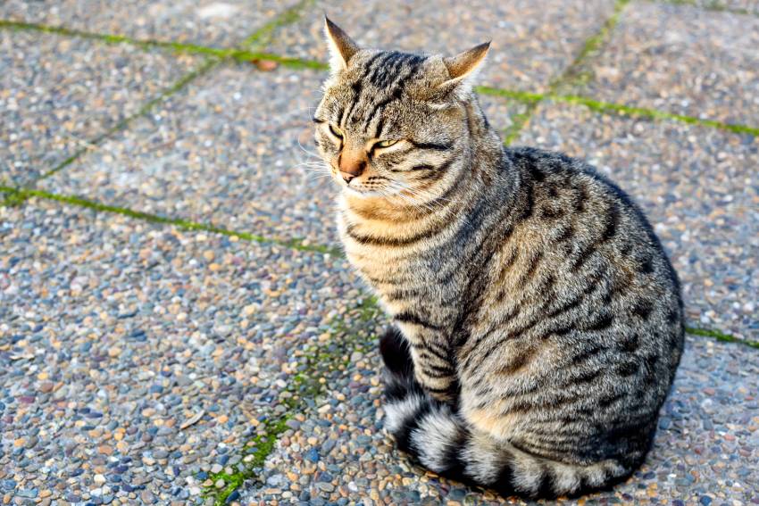 close up of grey domestic cat outdoor