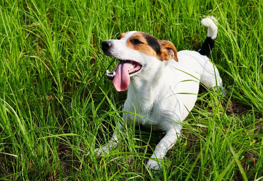 cute dog lying on grass