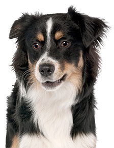 border collie sitting and looking attentive