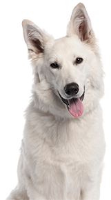 white husky dog