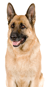 Large German Shepherd Dog